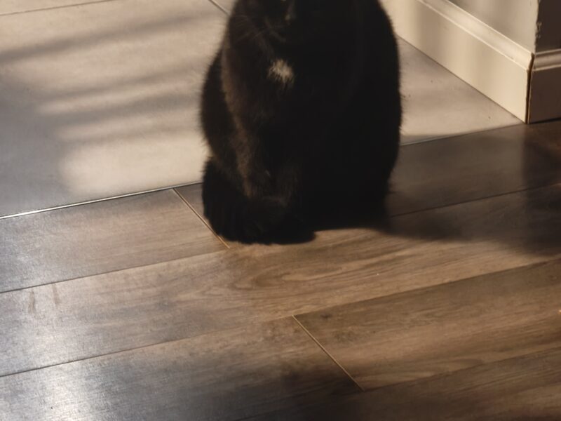 Zaginęła kotka Pigwa