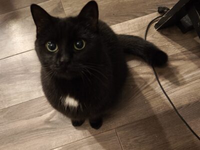 Zaginęła kotka Pigwa