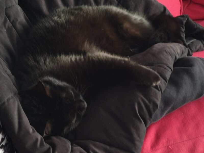 Zaginęła kotka Pigwa