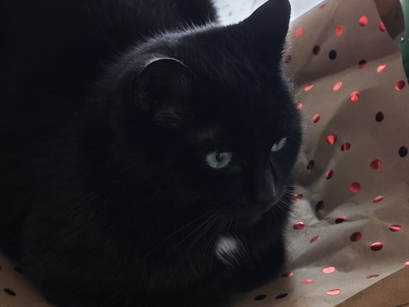 Zaginęła kotka Pigwa