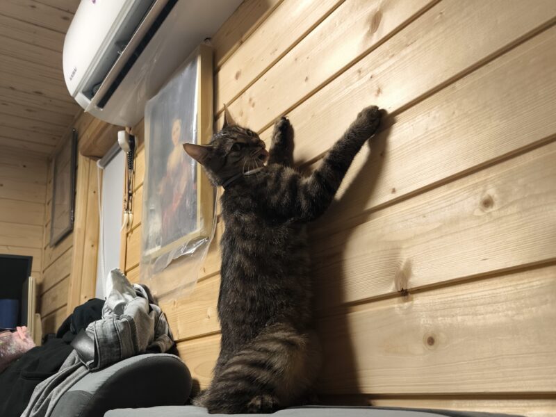 ZAGINĘŁA KOTKA – LIPIANY