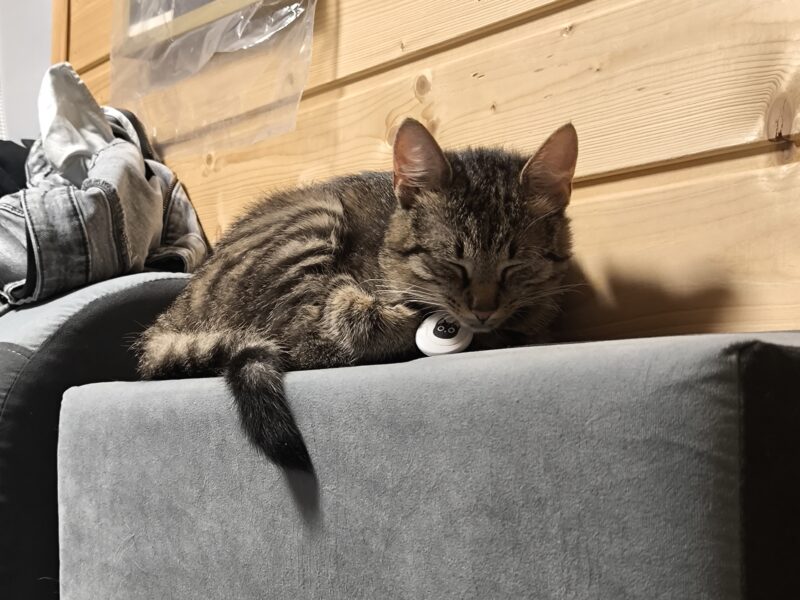 ZAGINĘŁA KOTKA – LIPIANY