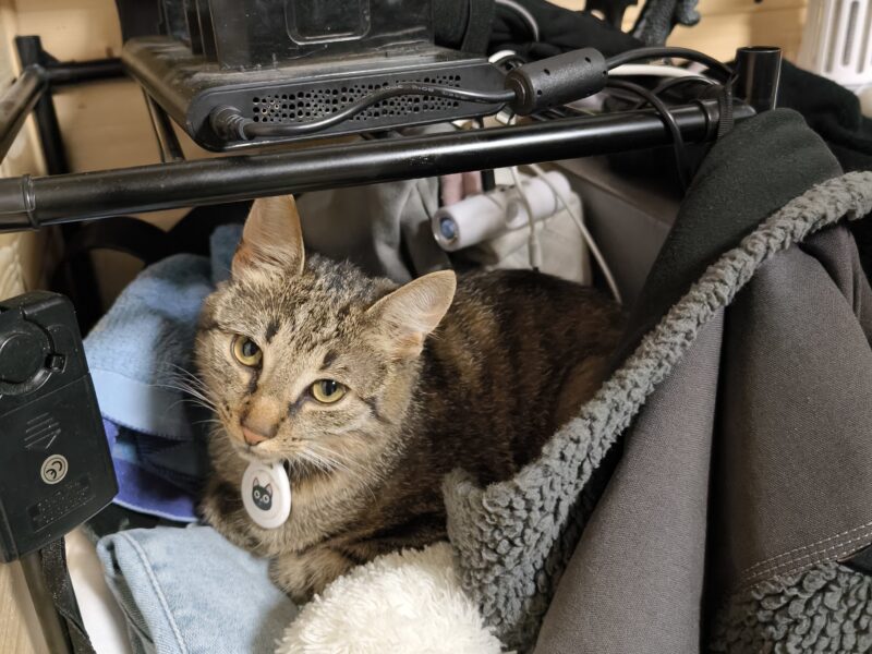 ZAGINĘŁA KOTKA – LIPIANY