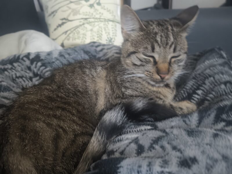 ZAGINĘŁA KOTKA – LIPIANY