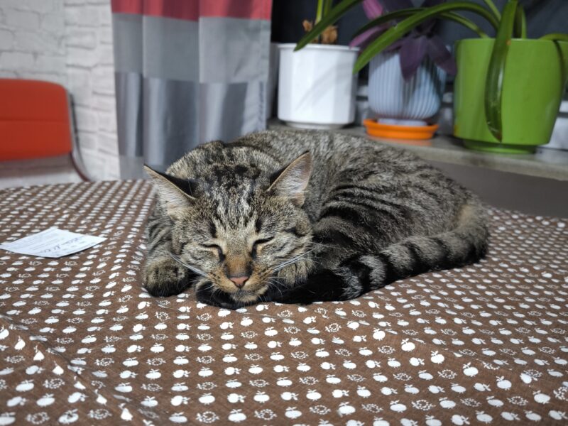 ZAGINĘŁA KOTKA – LIPIANY