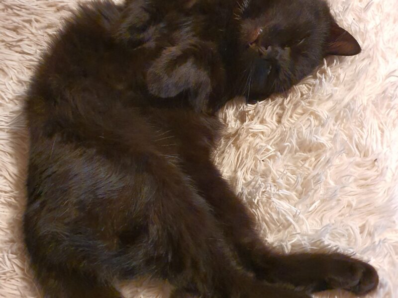 Zaginął kotek Farcik