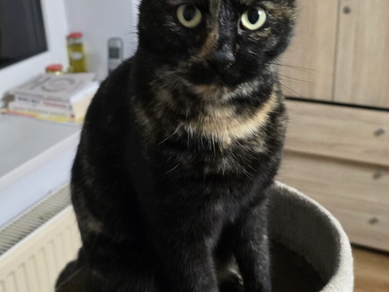 Zaginęła kotka Kika