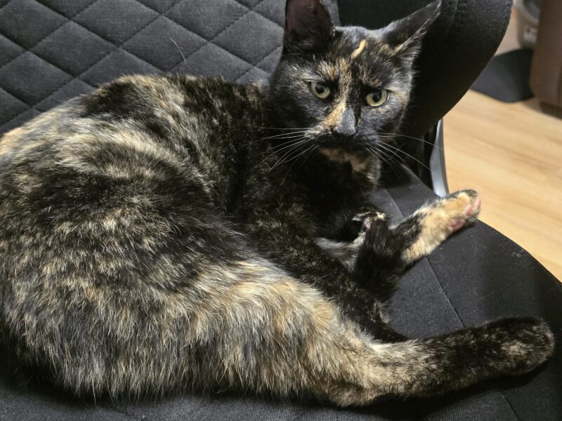 Zaginęła kotka Kika