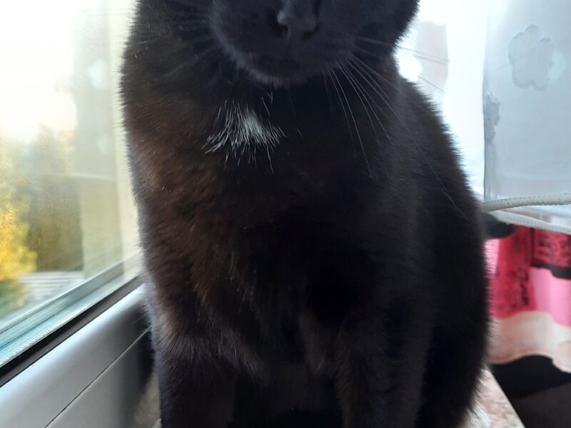 ZAGINĘŁA KOTKA W ŚWIĘTEJ KATARZYNIE WYSOKA NAGRODA !