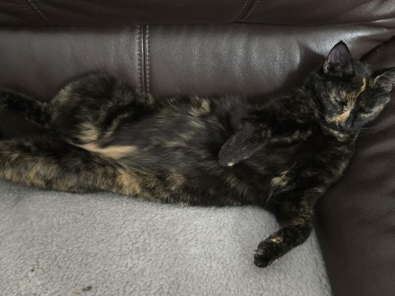 Zaginęła kotka Kika