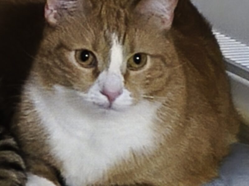 Zaginęła kotka Rysio