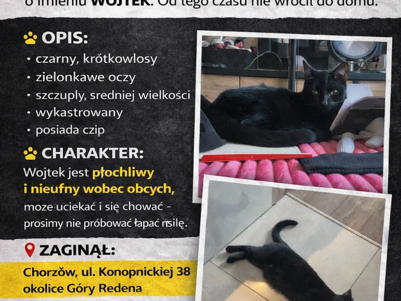 Zaginął kotek Wojtuś Chorzów