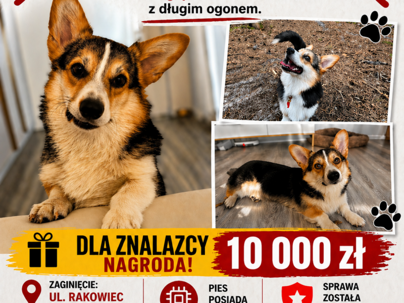 Zaginięcie szczeniaka rasy CORGI