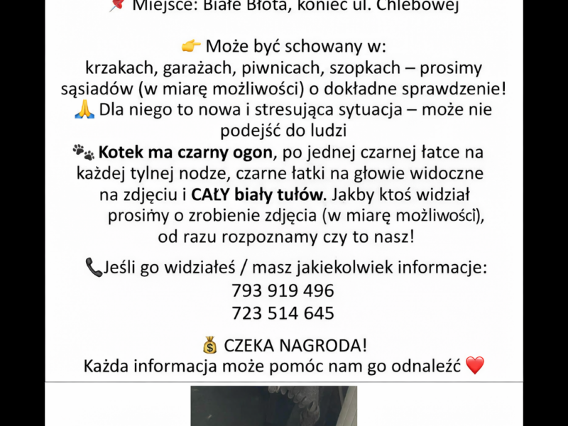 Zaginął Kocurek Leon