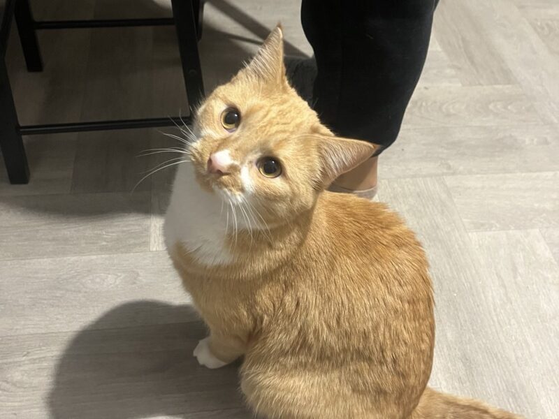 Zaginął rudy kotek Leo