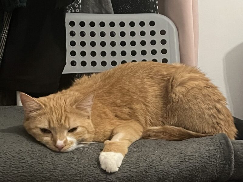 Zaginął rudy kotek Leo