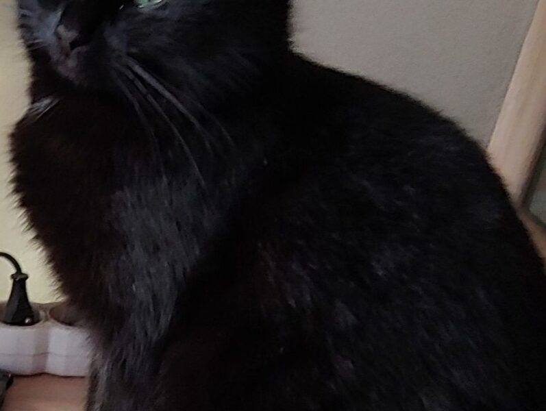 Zaginął kotek Farcik