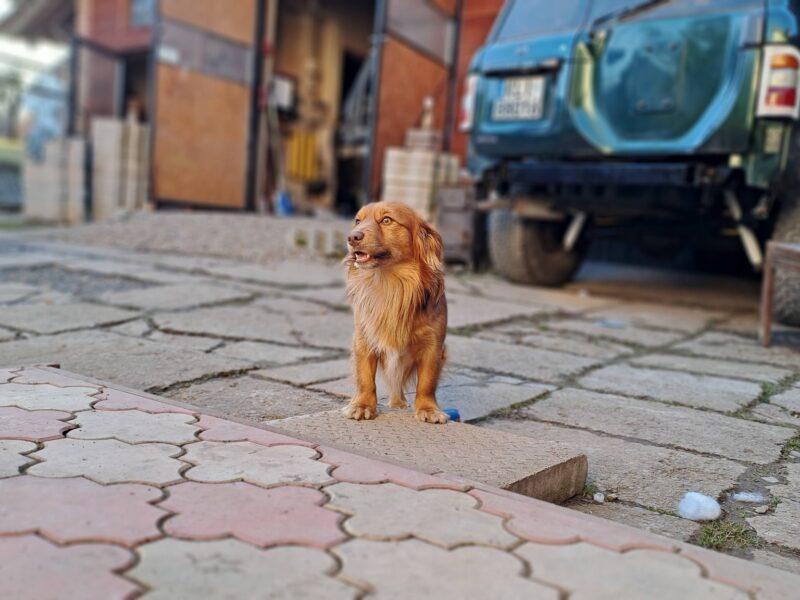 Zaginął Rudy piesek!