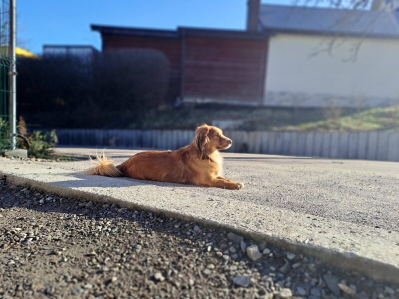 Zaginął Rudy piesek!