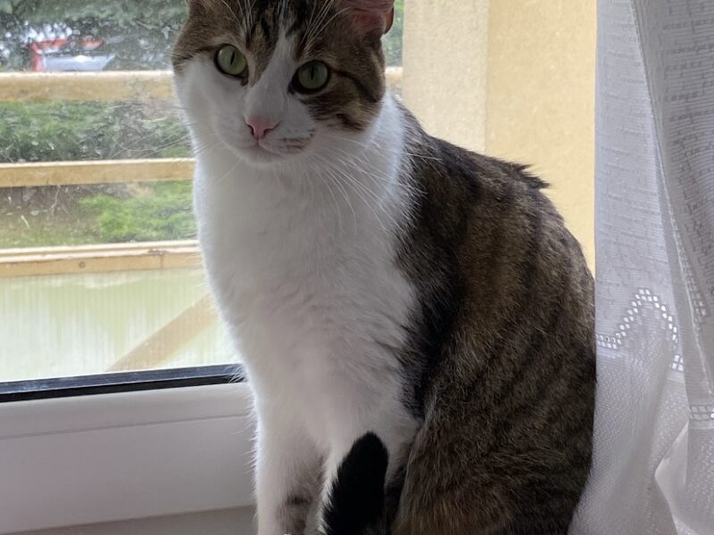 Zaginął kotek Kubuś