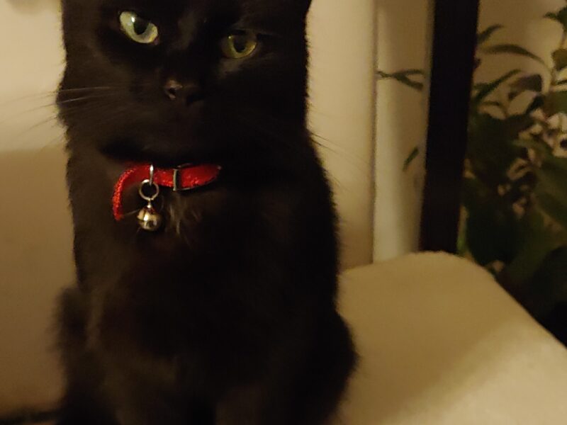 Zaginął kotek Farcik