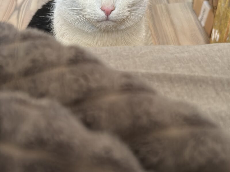 Zaginął kot Kraków