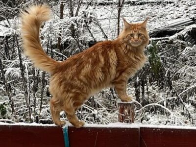 Zaginął Kot Ryszard