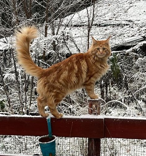 Zaginął Kot Ryszard