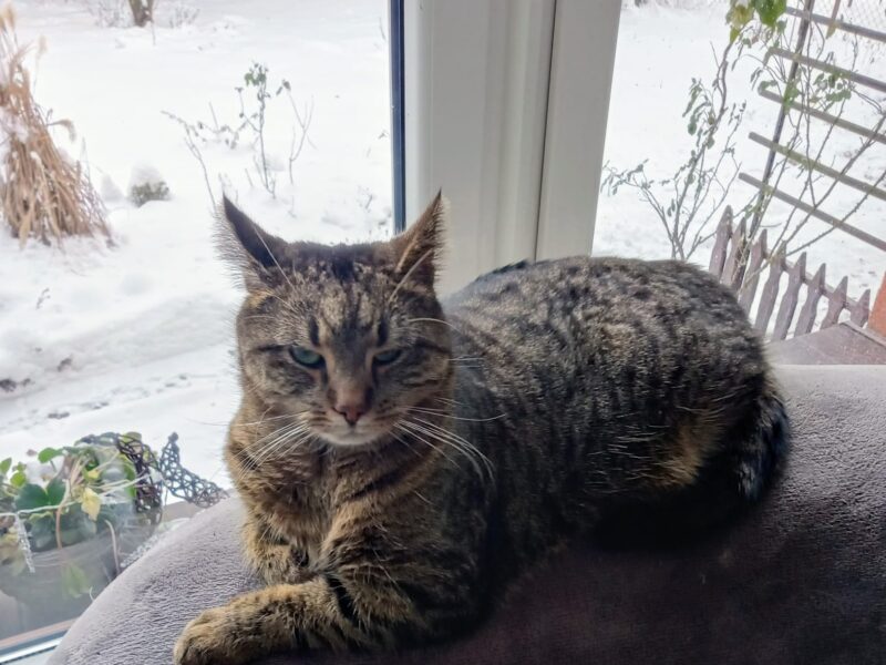 ZAGINĄŁ KOT RYSZARD