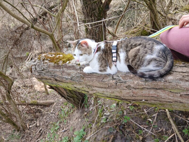 Zaginął kocurek Tymianek