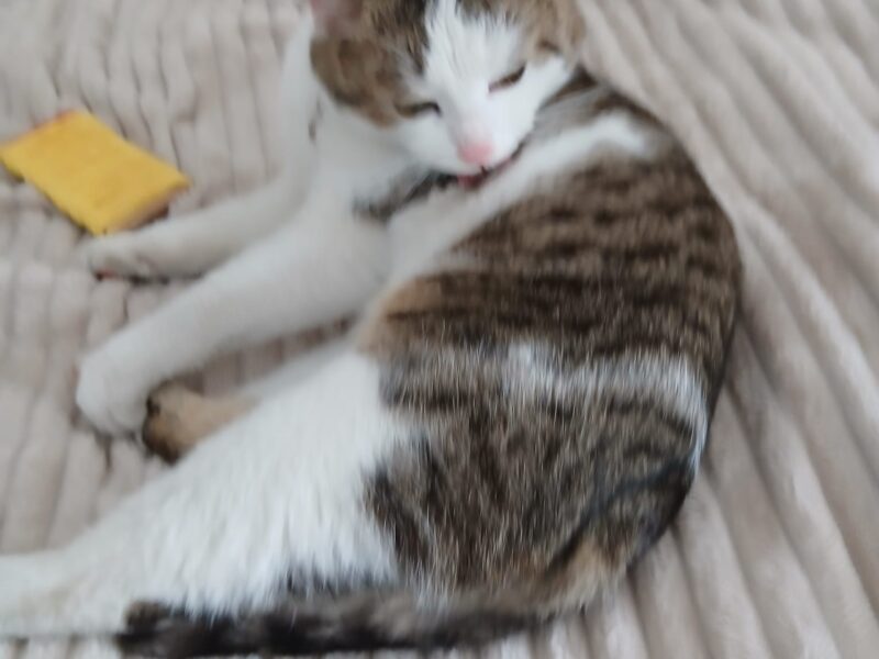 Zaginął kocurek Tymianek