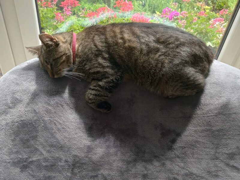 ZAGINĄŁ KOT RYSZARD