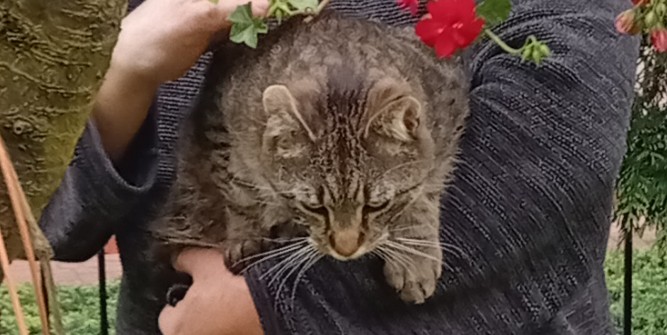 ZAGINĄŁ KOT RYSZARD