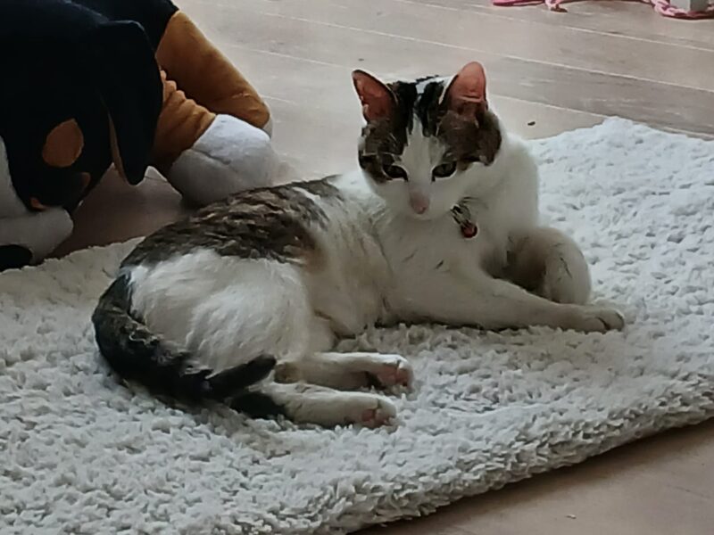 Zaginął kocurek Tymianek