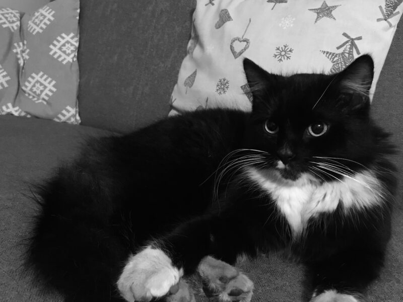 Zaginął kot Kunolis