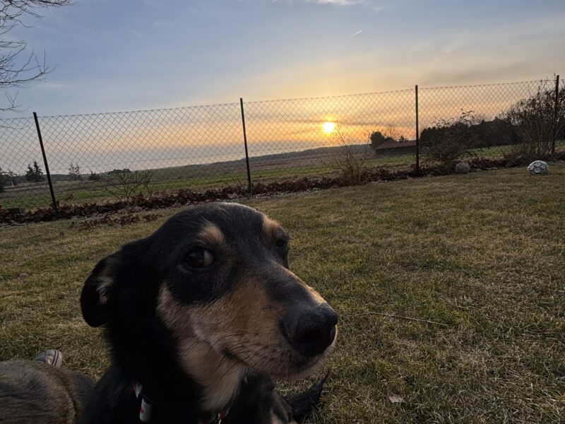 ZAGINĘŁA MŁODA SUCZKA WIKI