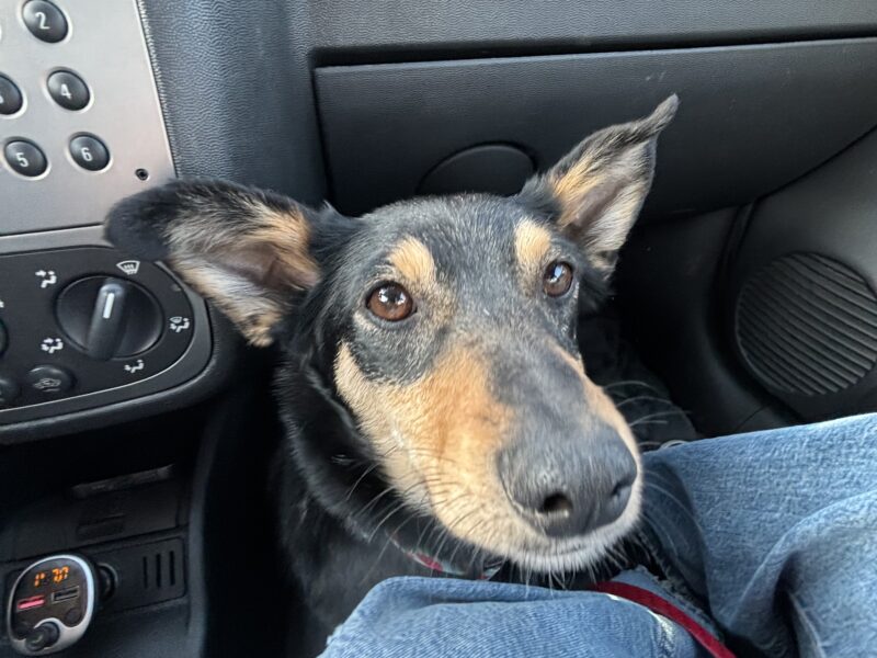 ZAGINĘŁA MŁODA SUCZKA WIKI