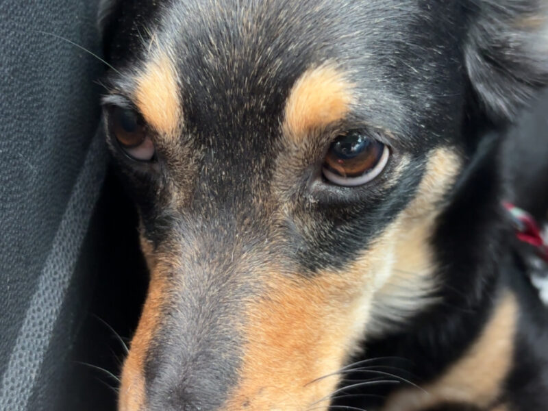 ZAGINĘŁA MŁODA SUCZKA WIKI