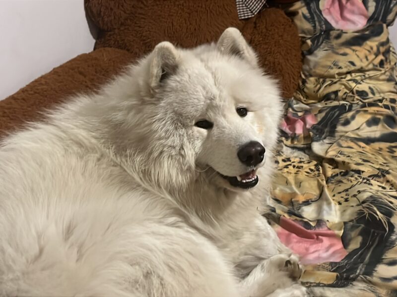 Zaginął pies rasy Samojed