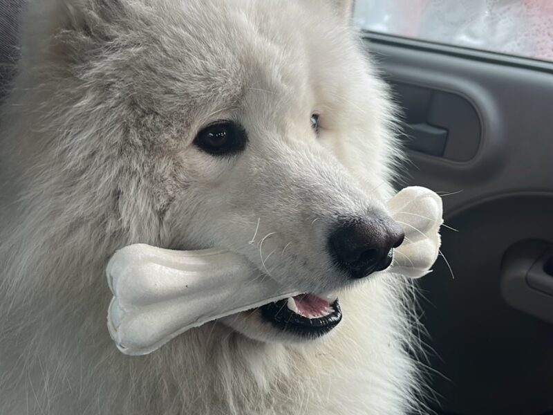 Zaginął pies rasy Samojed