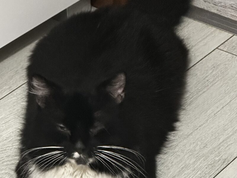 Zaginął kot Kunolis