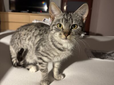 Zaginęła kotka Trixi