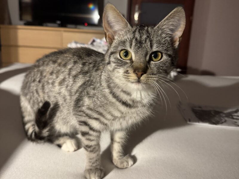 Zaginęła kotka Trixi