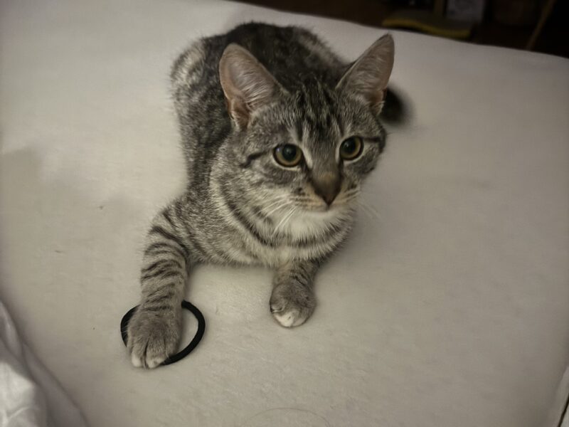 Zaginęła kotka Trixi