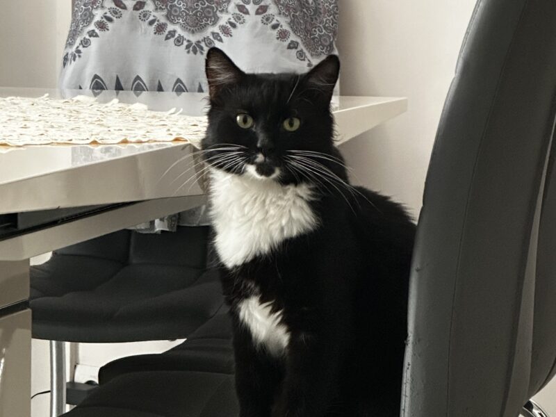 Zaginął kot Kunolis