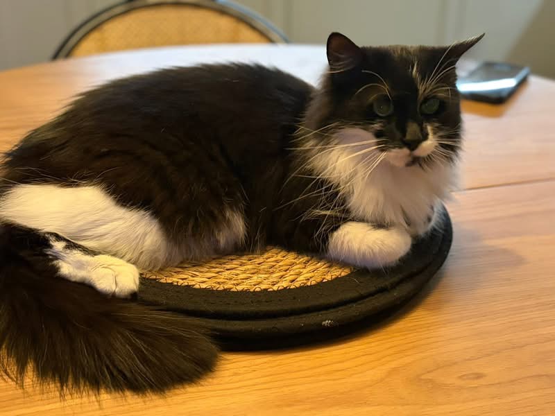 Zaginął kotek Diego