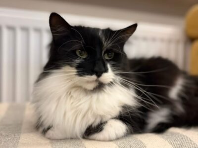 Zaginął kotek Diego