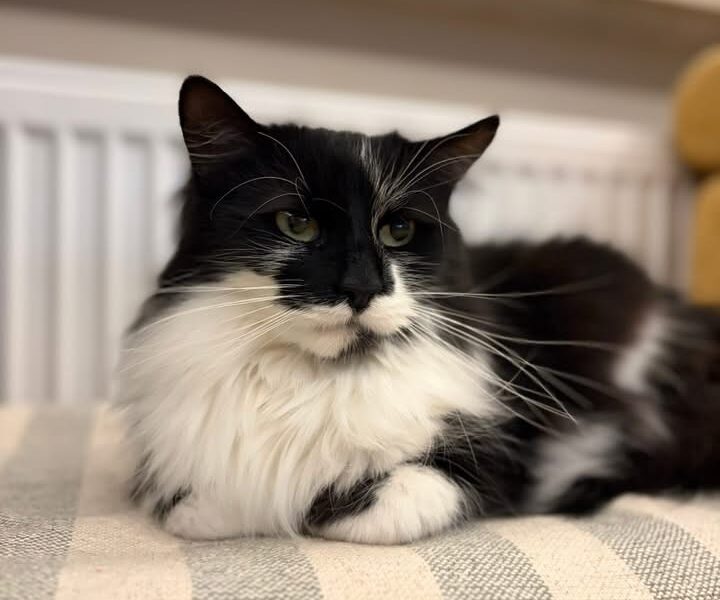 Zaginął kotek Diego