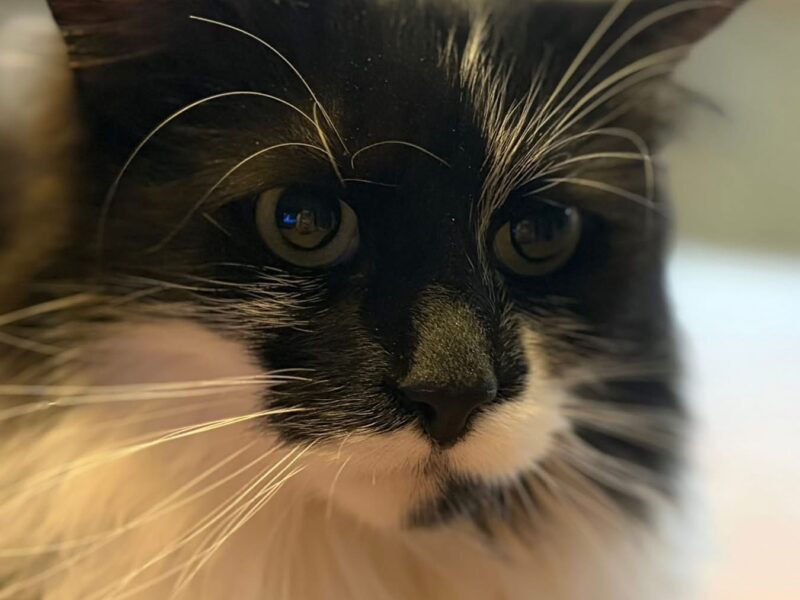 Zaginął kotek Diego