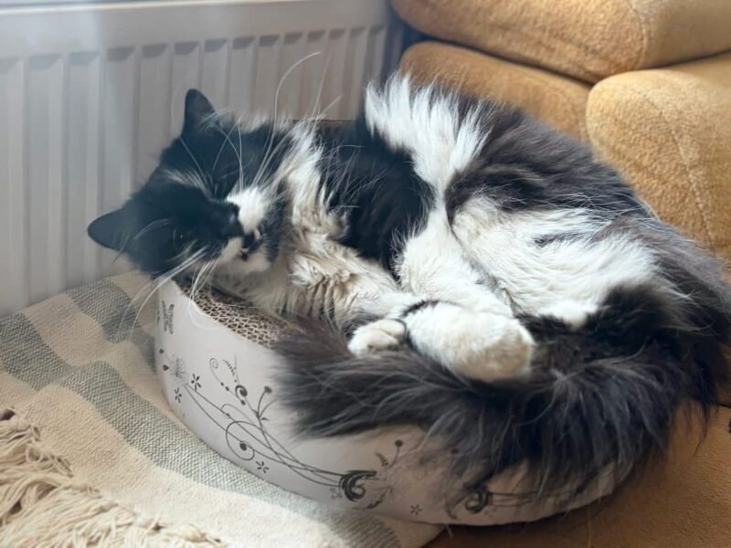 Zaginął kotek Diego